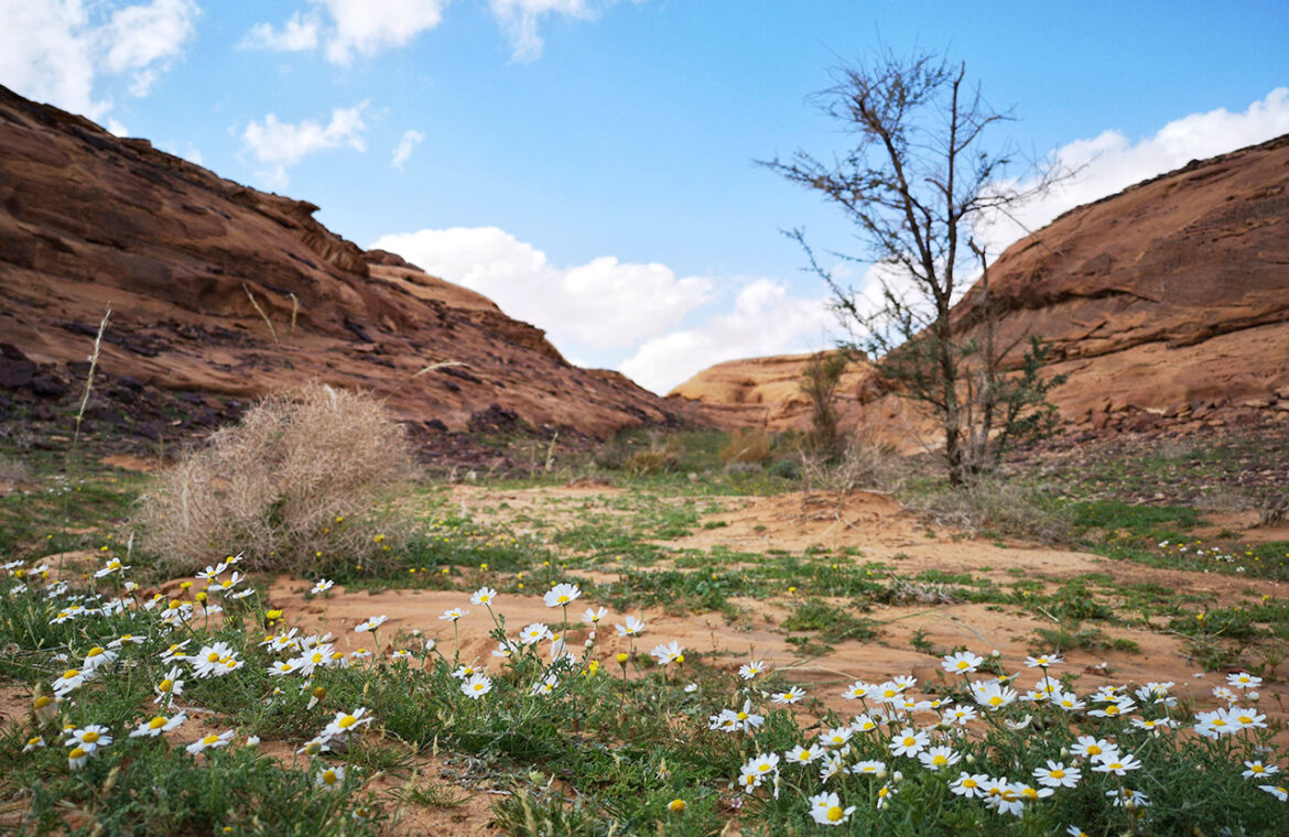 The Royal Commission for AlUla to Highlight Successes in Revitalising Arid Environments to Global Audience at Society for Ecological Restoration Conference in Darwin, Australia