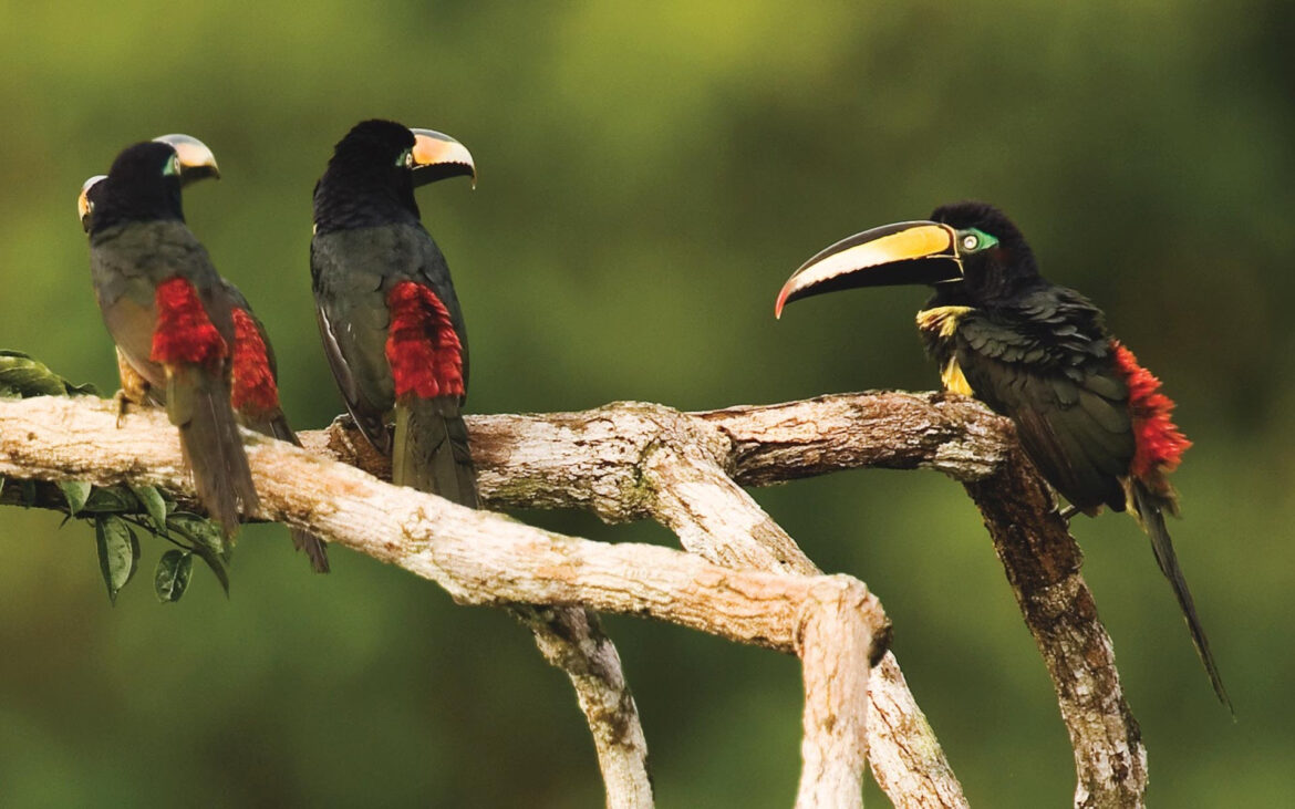 Sacha Lodge Announces New Private Birding Tours in Ecuadorian Amazon